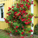 Climbing Roses Live Plants, Red Don Juan Rose Climbing Bushes for Planting, No Pot, Cut Back, Well Rooted, No Leaf for Planting