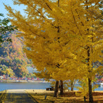 2 Live Ginkgo Biloba Trees Bare Roots, 6–12 Inches Tall, Hardy Ginkgo Plants Live for Outdoor or Indoor Garden