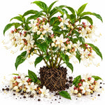 Clerodendrum Wallichii Smithianum Plant Live, Chain Of Glory, 5-9" Tall