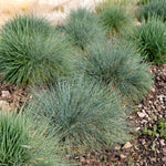 2 Pots Blue Fescue Grass Plants, Well Rooted Ornamental Hardy Grass 4-7 Inches, Outdoor Garden Planting