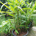2 Ginger Plants Live for Planting, 4 to 7 Inches in Height, Ginger Roots