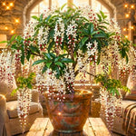 Light Bulb Clerodendrum Wallichii Live Plant, 5–8” Starter Chains of Glory Shrub for Patio, Containers & Garden Landscaping, Clerodendrum Schmidtii Like