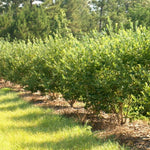 Goji Berry Plant Live, 5-9 Inches Tall, No Pot, Cold Hardy Goji Berries Fruit Plant for Home Garden