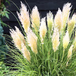 2 Dwarf Blue Pampas Grass Plants Live, 5-9 Inch Tall, Ornamental Grass Live Plants for Outdoor Landscaping