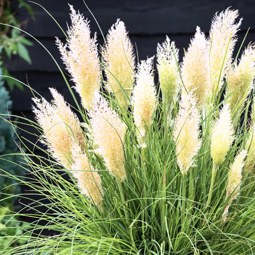 2 Dwarf Blue Pampas Grass Plants Live, 5-9 Inch Tall, Ornamental Grass Live Plants for Outdoor Landscaping
