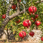 Pomegranate Plant in Half Gallon Pot, 1 Year Old Sweet Pomegranate Plant Live, Hardy, Fruit-Bearing Tree for Garden or Patio