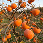 5 Sweet Persimmon Trees Live Plants 1-1.5 Feet Tall, Bare Roots, Hardy Fruit-Bearing Tree Ready to Grow Outdoor