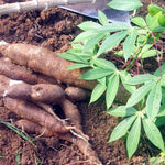 Set of 5 Yuca Cassava Cuttings, 6-8 Inches Tall, Sweet Manihot Stems Live Plant Cuttings for Planting