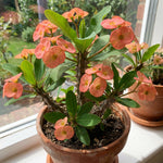 Salmon Euphorbia Crown of Thorns Plant, Perennial Succulent Live Plant Indoor Outdoor 4-7 Inches