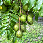 June Plum Tree Live Plant, 2-3 Feet Tall in 1 Gallon Pot, Tropical Fruit Tree
