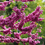 Eastern Redbud Tree in Quart Pot, Hardy Flowering Shade Trees for Outdoor Landscape and Garden, 6-12 Inches, Fast Growing, Low Maintenance