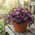 Pack 2 Oxalis Triangularis Plants Live, Purple Shamrock Plants Well Rooted for Growing Indoor Outdoor, Ornamental Oxalis 4-9 Inches