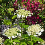 Set 2 Hydrangea Live Plants, Change Colors Hydrangea Bushes Shrubs Trees Live Plants in 4” Pot, Live Hydrangeas Well Rooted for Planting (White)