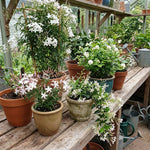 Jasmine Plant Live 4-7 Inches Tall, Fragrant Flowering Vine for Garden, Patio Containers and Indoor Growing (Random Jasmine)