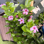 2 Purple Blue Mandevilla Plants Live 4–7" Tall, Live Mandevilla Flowering Tropical Vines for Patio, Containers and Backyard Landscaping