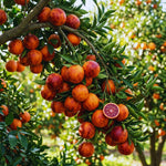 Orange Tree Live Plant, Blood Orange Plant Live, 1 Gallon Pot, Citrus Fruits Tree Garden Outdoor, No Ship to CA