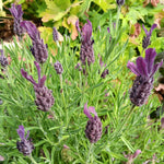 2 Lavender Plants Live Indoor Outdoor, Hardy Perennial Lavender, 4 to 7 Inc Tall