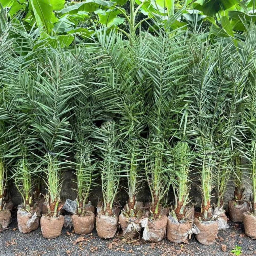 Live Palm Tree Plant in 3 Gallon Pot, No CA, Large Fully Rooted Size, Ready to Plant for Home Décor Indoor Outdoor Landscape, Rare Palm Trees, Seashore Palm