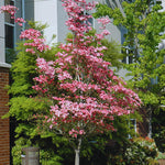 Pink Flowering Dogwood Trees for Planting Outdoors, 6 to 12" Tall in 2.5" Pot, Pink Dogwood Tree Live Plant, Zones 5-9