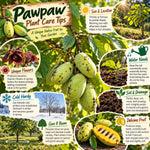2 Pawpaw Live Plants, Paw Fruit Tree, 6-12 Inch Tall, Quart Pot