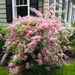 Variegated Weigela Shrub Live Plant, Outdoor Shrub, 1-2 Ft Tall