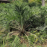 Palm Tree Plant, Live Tropical Palm Tree, Fully Rooted in 3 Gallon Pot, Ready for Outdoor Planting (Seashore Palm)