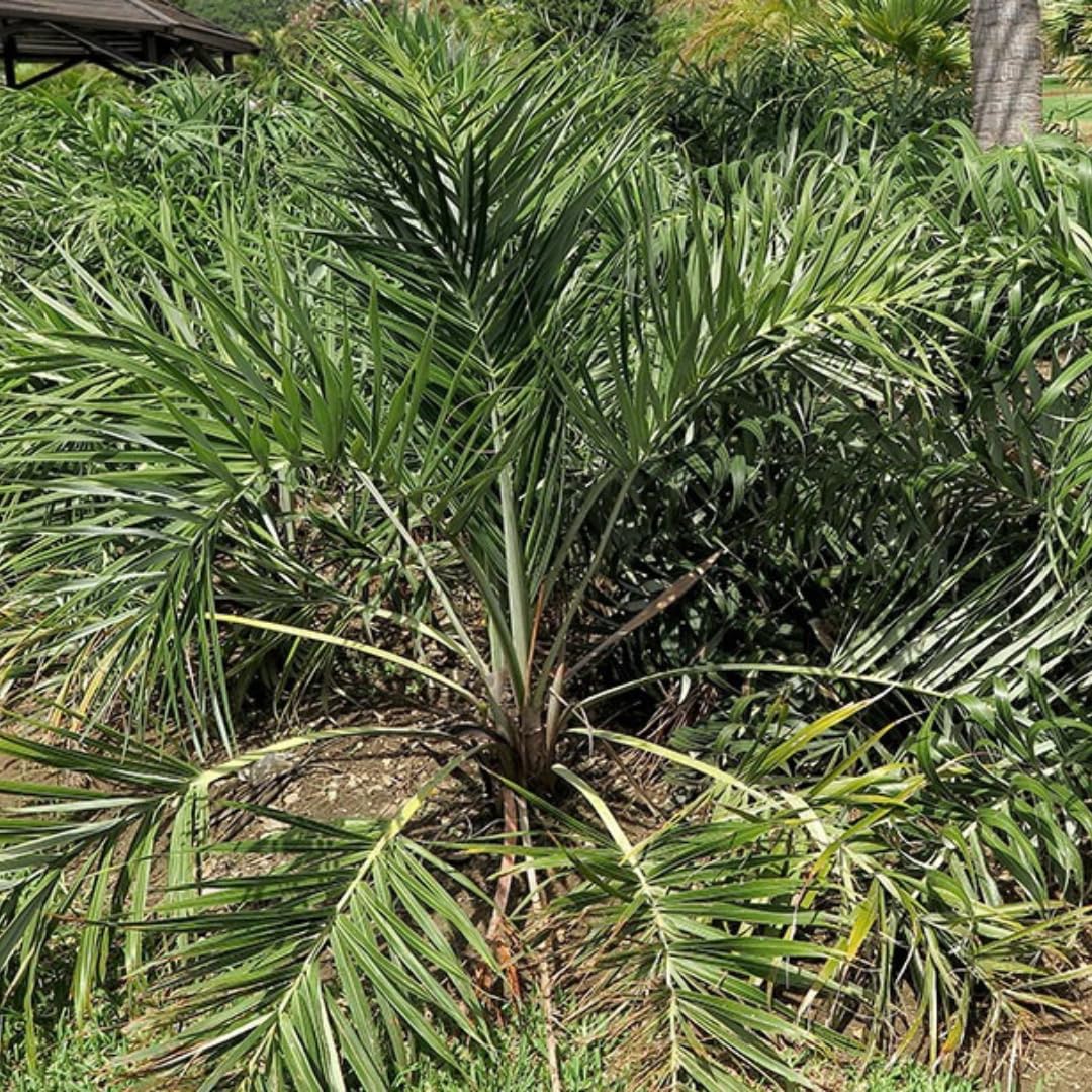 Palm Tree Plant, Live Tropical Palm Tree, Fully Rooted in 3 Gallon Pot, Ready for Outdoor Planting (Seashore Palm)