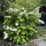 Hydrangea Plant Live Tree, White Oakleaf Color Bloom, 5-10" Well-Rooted Hydrangea Shrub Bush for House Planting Outdoor, Dormant