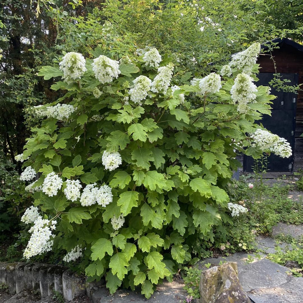 Hydrangea Plant Live Tree, White Oakleaf Color Bloom, 5-10" Well-Rooted Hydrangea Shrub Bush for House Planting Outdoor, Dormant