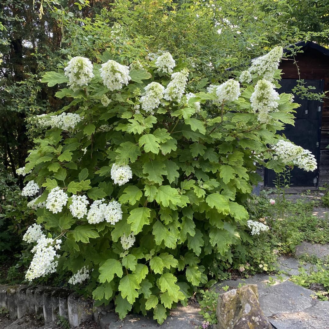 Hydrangea Plant Live Tree, White Oakleaf Color Bloom, 5-10" Well-Rooted Hydrangea Shrub Bush for House Planting Outdoor, Dormant
