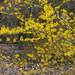 Witch Hazel Bush Plant Live, Yellow Flowering Shrubs in Quart Pot, Hardy Landscape Plants for Outdoor Garden