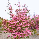 Sets 3 Pink Dogwood Trees Live Plants, 1 Year Old, 6 to 12" Tall in 2.5" Pot for Planting Outdoors, Cold Hardy, Zones 5-9