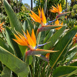 Set 2 Orange Bird of Paradise Live Plants, Tropical Indoor and Outdoor Ornamental Plant, 4-7 Inch Tall Well Rooted