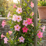 2 Pink Mandevilla Plants Live 4–7" Tall, Live Mandevilla Flowering Tropical Vines for Patio, Containers and Backyard Landscaping