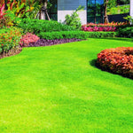 Zoysia Grass Seeds, 60000 Seed Count, Zoysia Seeds Lawngrass Seeds, Grow Outdoor