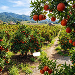 Orange Tree Live Plant, Navel Orange Plant Live, 1 Gallon Pot, Citrus Fruits Tree Garden Outdoor, No Ship to CA