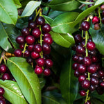 2 Cherry Laurel Shrubs Trees Live Plants, 1-2 Feet Dormant Bush Hedge Bare Roots Seedlings, Winter Hardy, Zones 6–9