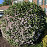 2 Pots Lilac Live Shrub Plant, Hardy Fragrant Flowering Bush for Outdoor Planting, 6-12 Inch Tall (Lavender)