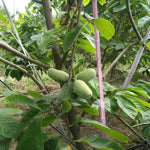 4 Cold Hardy Pawpaw Tree Live Plant Bare Roots, Paw Paw Fruit Well Rooted Dormant, No Leaves, 6 to 9 Inc Tall