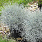 2 Pots Blue Fescue Grass Plants, Well Rooted Ornamental Hardy Grass 4-7 Inches, Outdoor Garden Planting