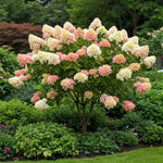 Hydrangea Plant Live Tree Dormant in Winter, Vibrant Color Bloom, 5-11" Well-Rooted Hydrangea Shrub Bush for House Planting Outdoor (Can Trim Grow as Tree)