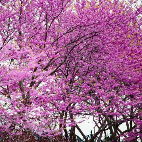 02 Red Bud Trees Live Plants Seedling 6-14", Eastern Redbud for Spring Planting Outdoor