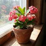 Pink Euphorbia Crown of Thorns Plant, Perennial Succulent Live Plant Indoor Outdoor 4-7 Inches