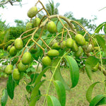 June Plum Plant Live in Gallon Pot, June Plum Tree Tropical Fruit, 2-3 Feet Tall, Cold Hardy