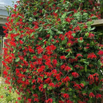 Red Honeysuckle Plant Live, 5-9" Tall, Fragrant Honeysuckle Vine Live Plant, Vibrant Flowers
