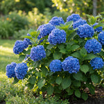 Blue Hydrangea Plant Live in 2.5 Inch Pot, Vibrant Flowering Shrub for Garden, Patio Containers and Indoor Growing