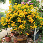 Bougainvillea Tree Live Plant, 5 to 9 Inches Tall, Outdoor Landscaping Trailing Flowering Vines for Trellis, Spring Garden (Yellow)