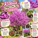 2 Eastern Redbud Trees Live, Hardy Flowering Landscape Tree, 6-12" Tall