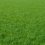 Set 10000 Zoysia Grass Seeds for Lawn, Zoysia Grass Seeds, Lawngrass Seed for Outdoor Gardening