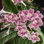 Cherry Ice Streptocarpus Lady Slipper Plants in 3.25 Inch Pot, Live Flowering Houseplant for Patio, Containers and Indoor Gardening